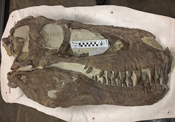 Click to enlarge TRex Skull