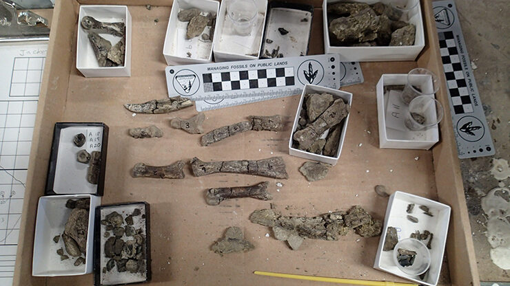 Click to enlarge T Rex Bone Collection