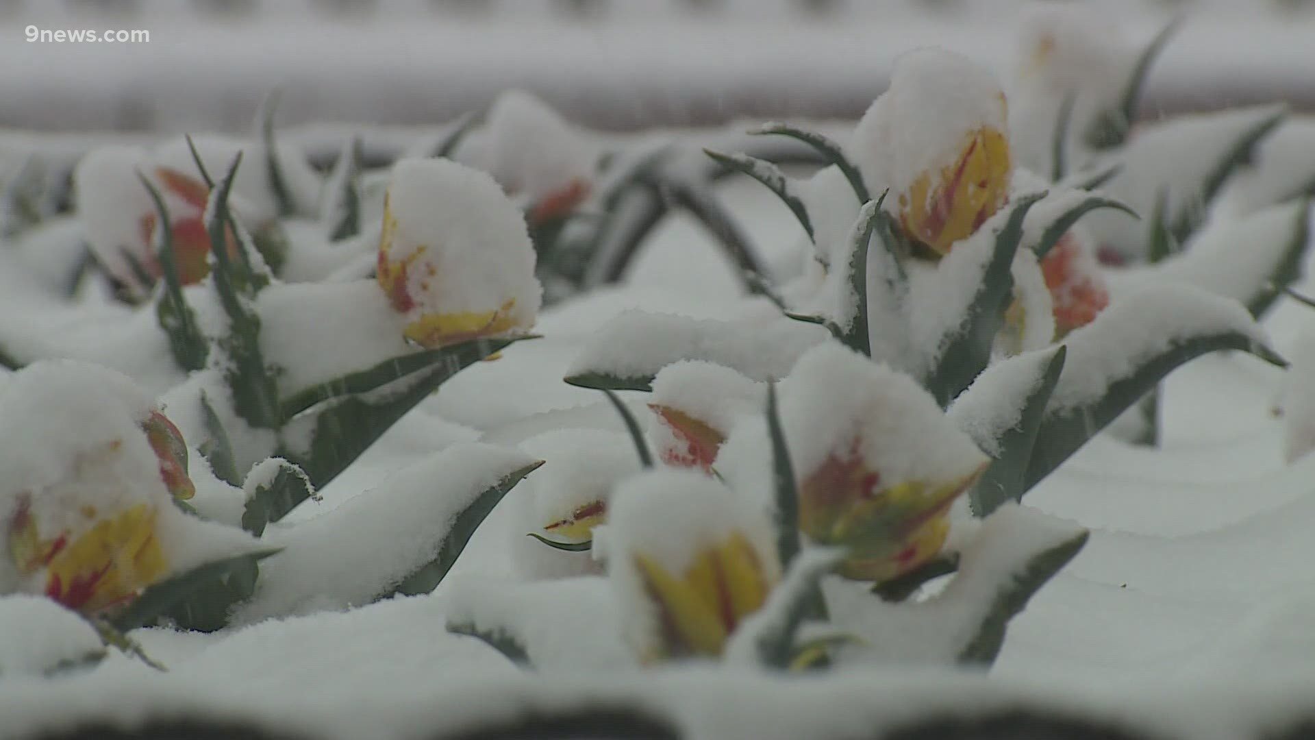 snow