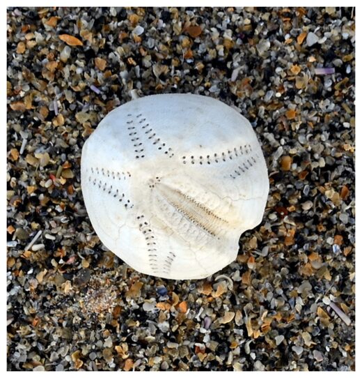 Click to enlarge Sea Potato Shells
