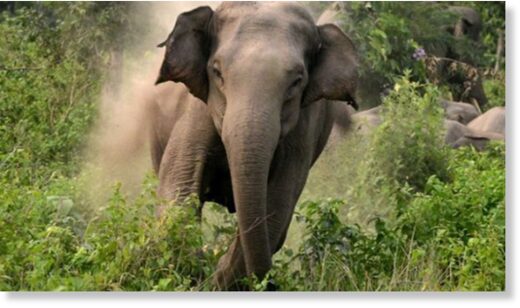 elephant