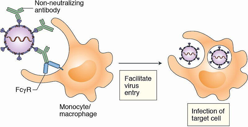 non-neutralizing antibody