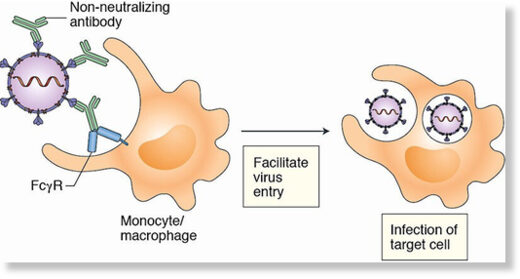 non-neutralizing antibody