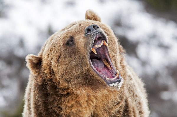 Russian Bear