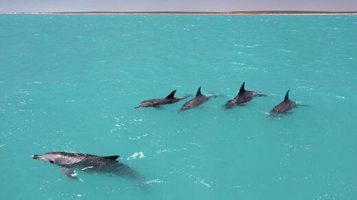 Click to enlarge Dolphins