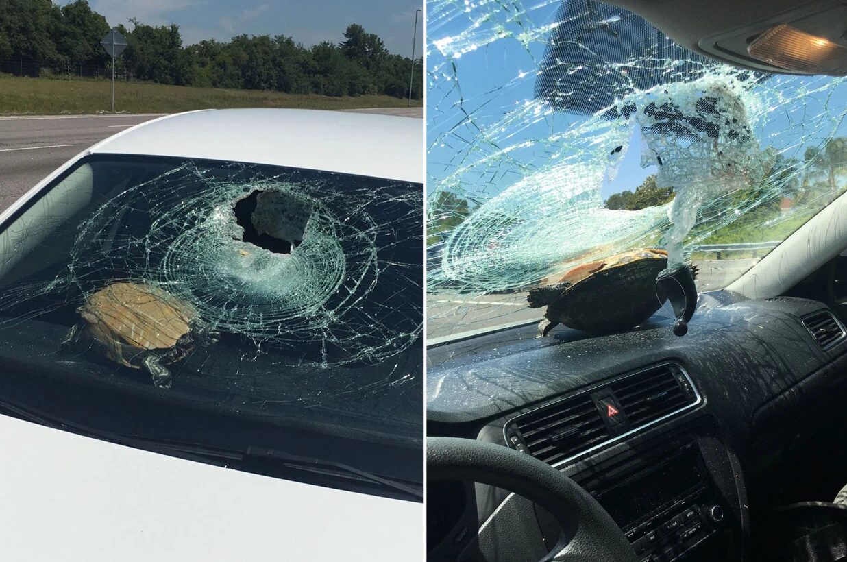 turtle windshield florida