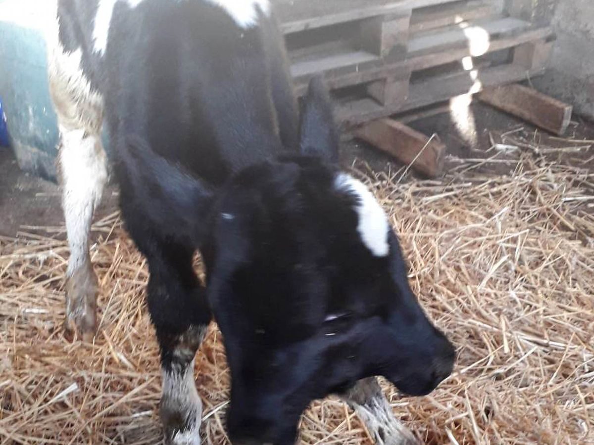 The young cow has a condition called polycephaly