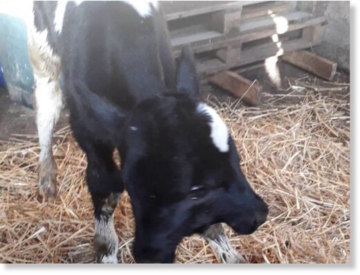 The young cow has a condition called polycephaly