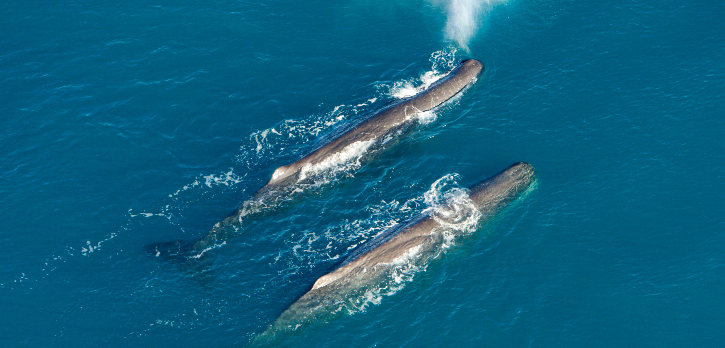 Pair of Whales