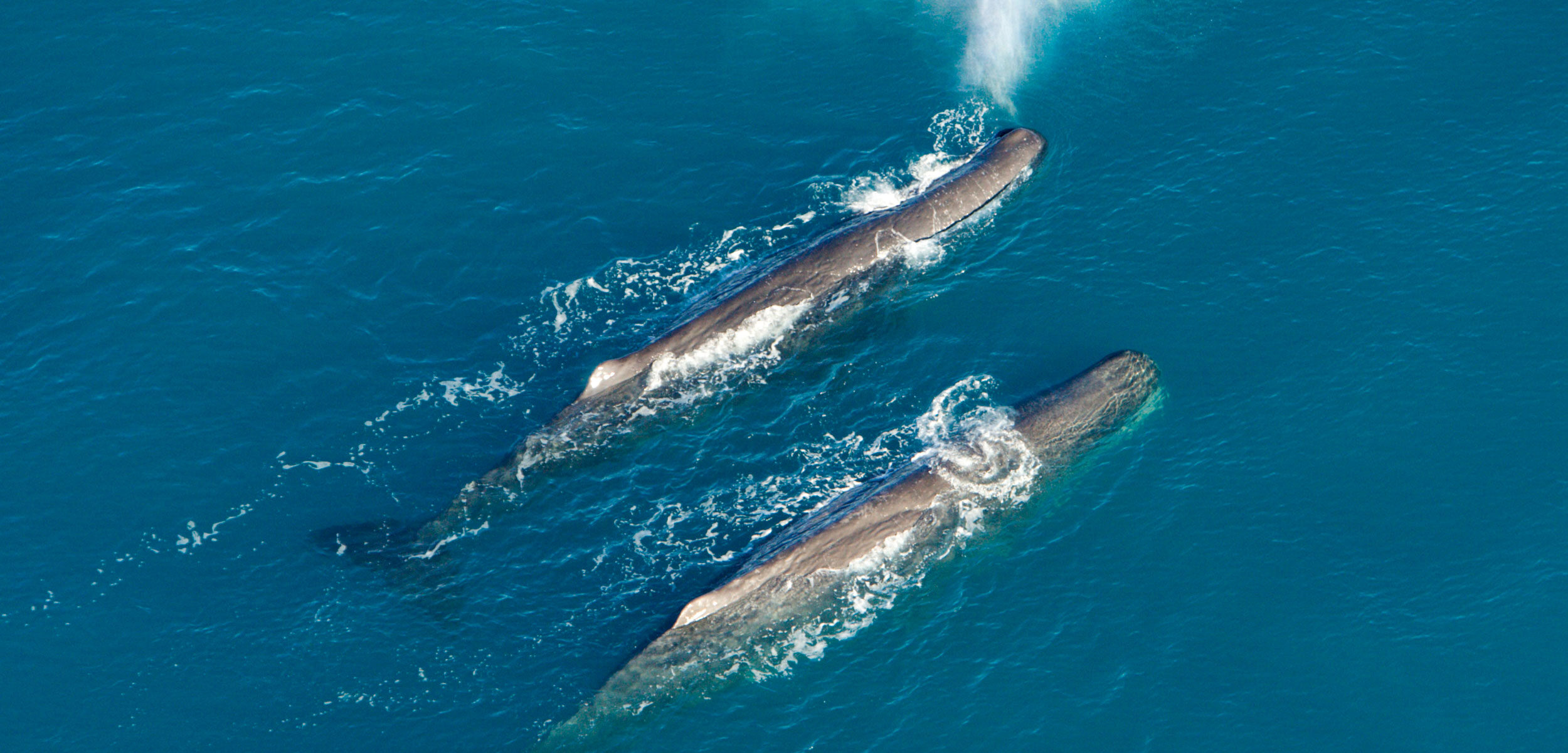 Click to enlarge Pair of Whales