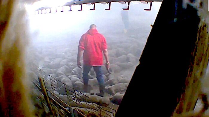 Click to enlarge Red shirt dead pigs