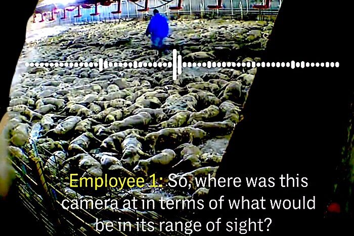 Click to enlarge Man and dead pigs