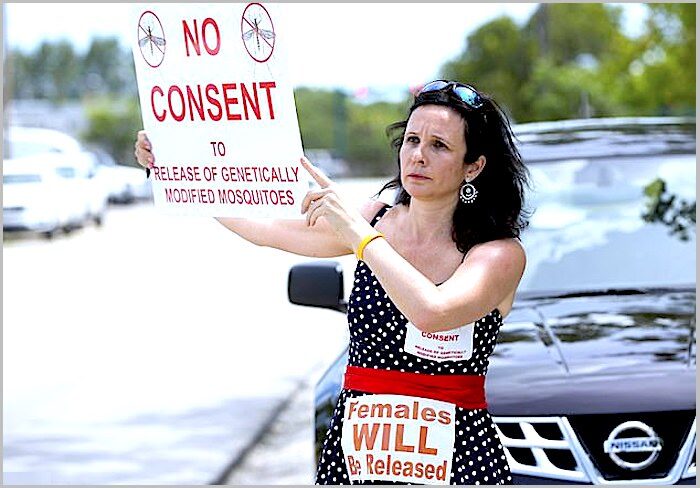 mosquito protester