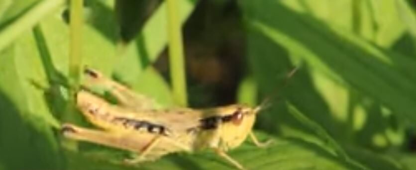 Israel locust