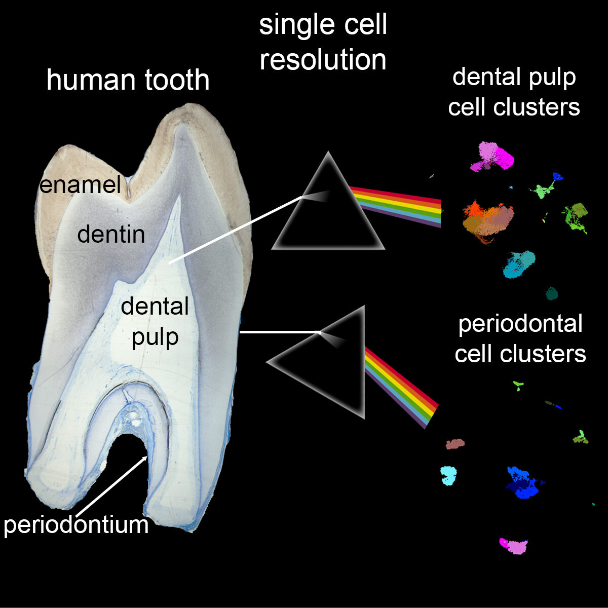 Click to enlarge Single Cell Resolution