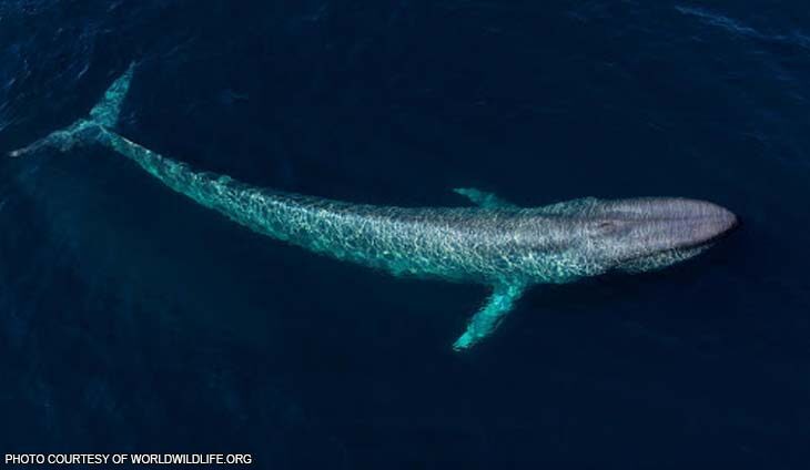 Click to enlarge whale