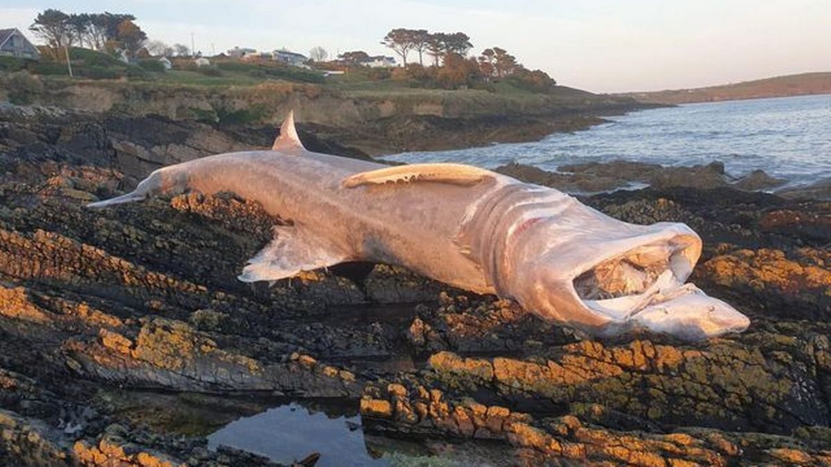 The shark at Harbour View