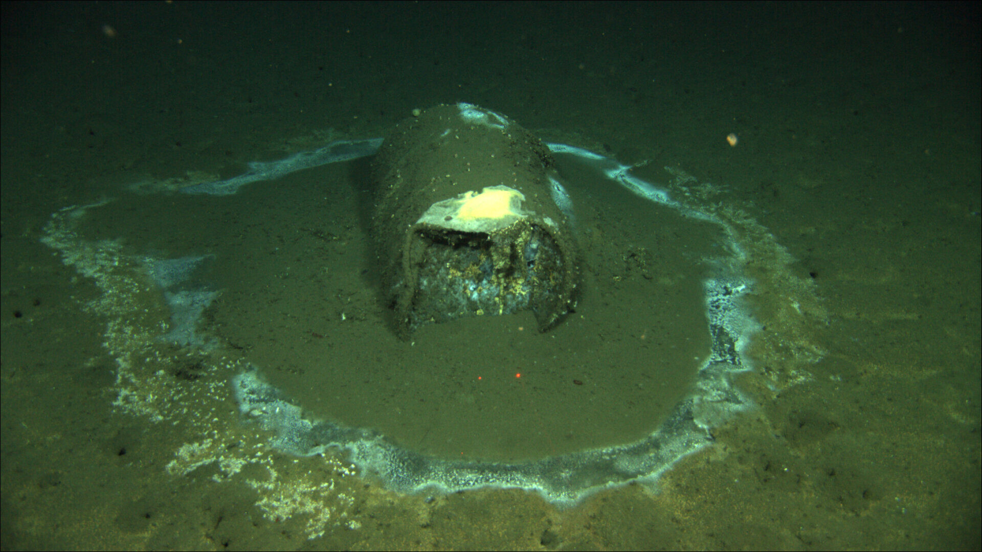 ddt dumping toxic ocean california