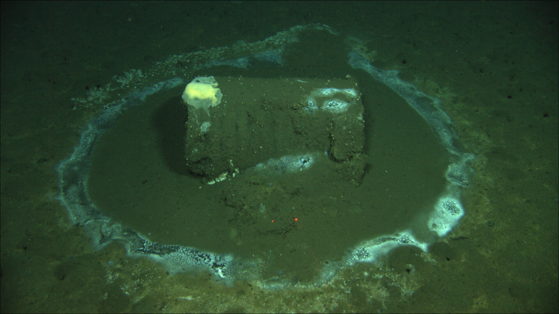 ddt toxins ocean california