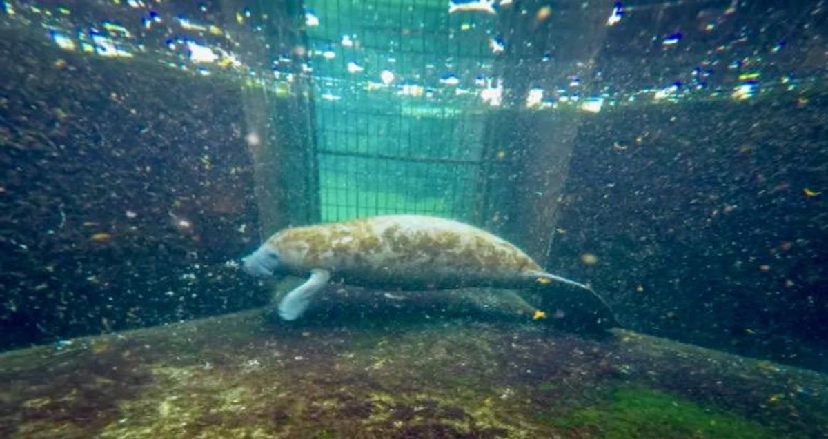 Baby manatee Lativa is recovering from severe exposure to brevetoxins, which affect the nervous system -- she is one of the lucky animals to survive a crisis affecting the gentle marine mammals in Florida