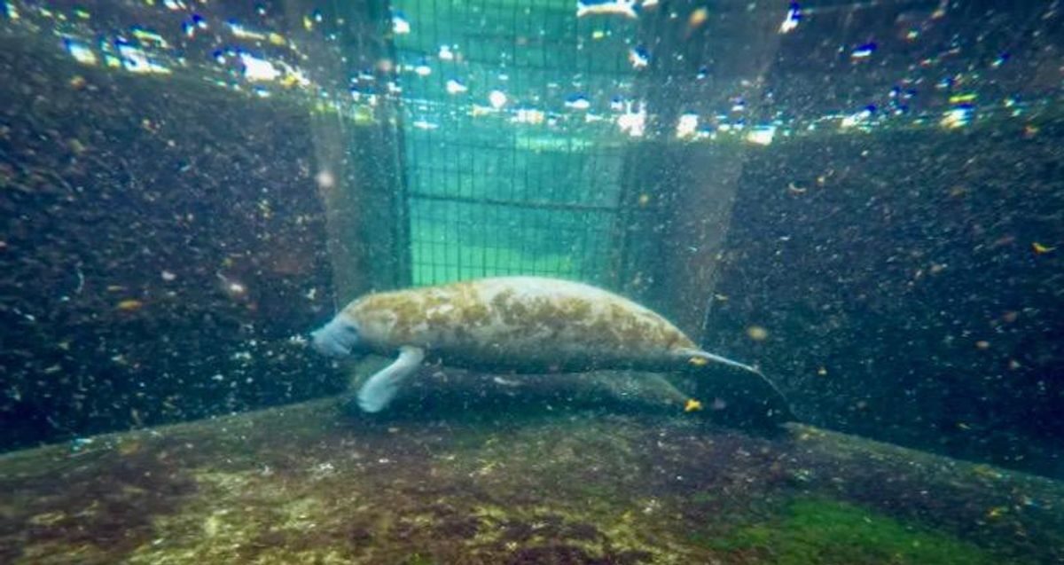 Click to enlarge Baby manatee Lativa is recovering from severe exposure to brevetoxins, which affect the nervous system -- she is one of the lucky animals to survive a crisis affecting the gentle marine mammals in Florida