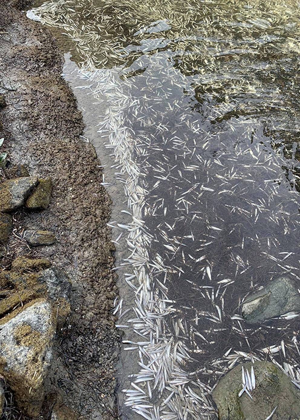 Click to enlarge Mandy Reeves said there were thousands of fish dead across the coastline at Pine Harbour.