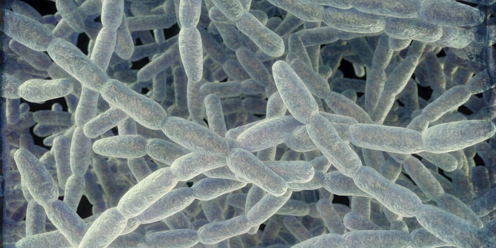 Legionella