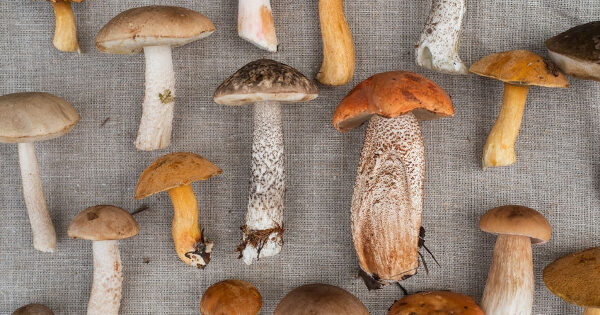 mushrooms