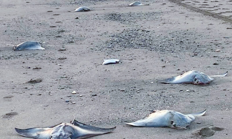 dead rays