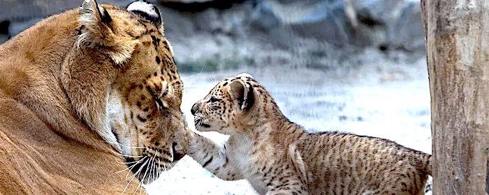 Liger cub