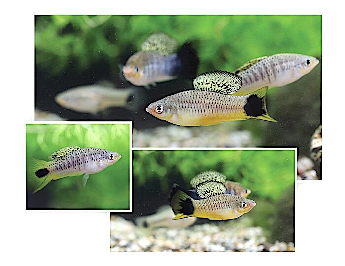 Click to enlarge Swordtail fish