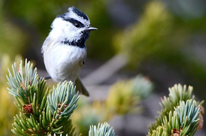 Click to enlarge chicadee