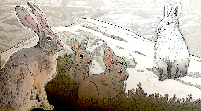Click to enlarge Snowshoe Hare/Black-tailed Jackrabbits