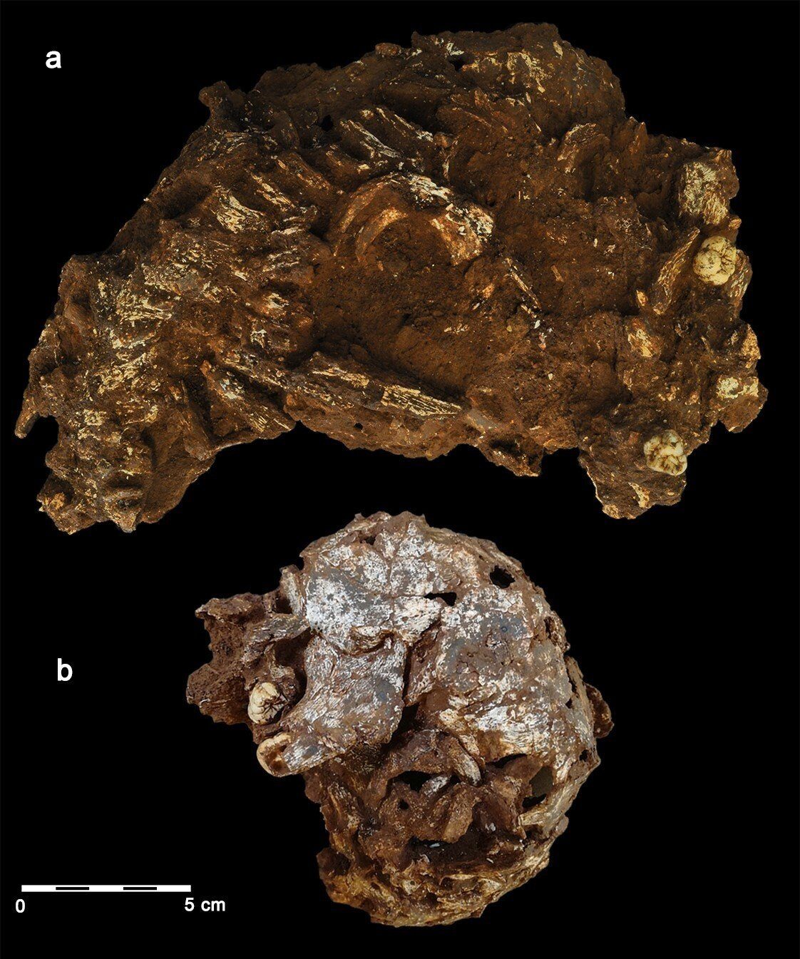 Click to enlarge Ancient Skeleton