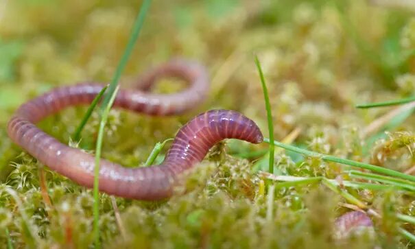 worm