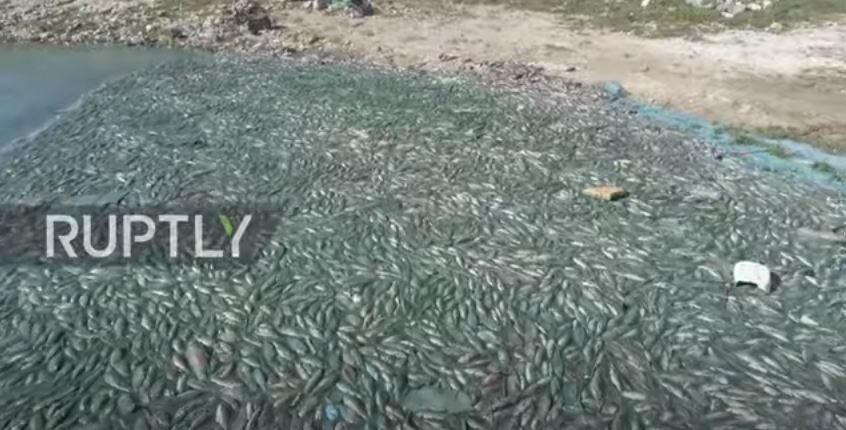 Lebanon dead fish