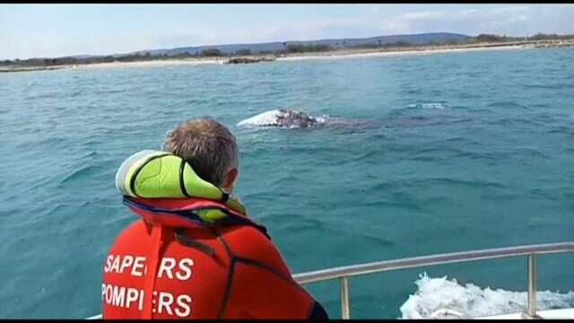 Pacific grey whale