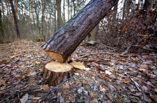 Click to enlarge Cut Tree