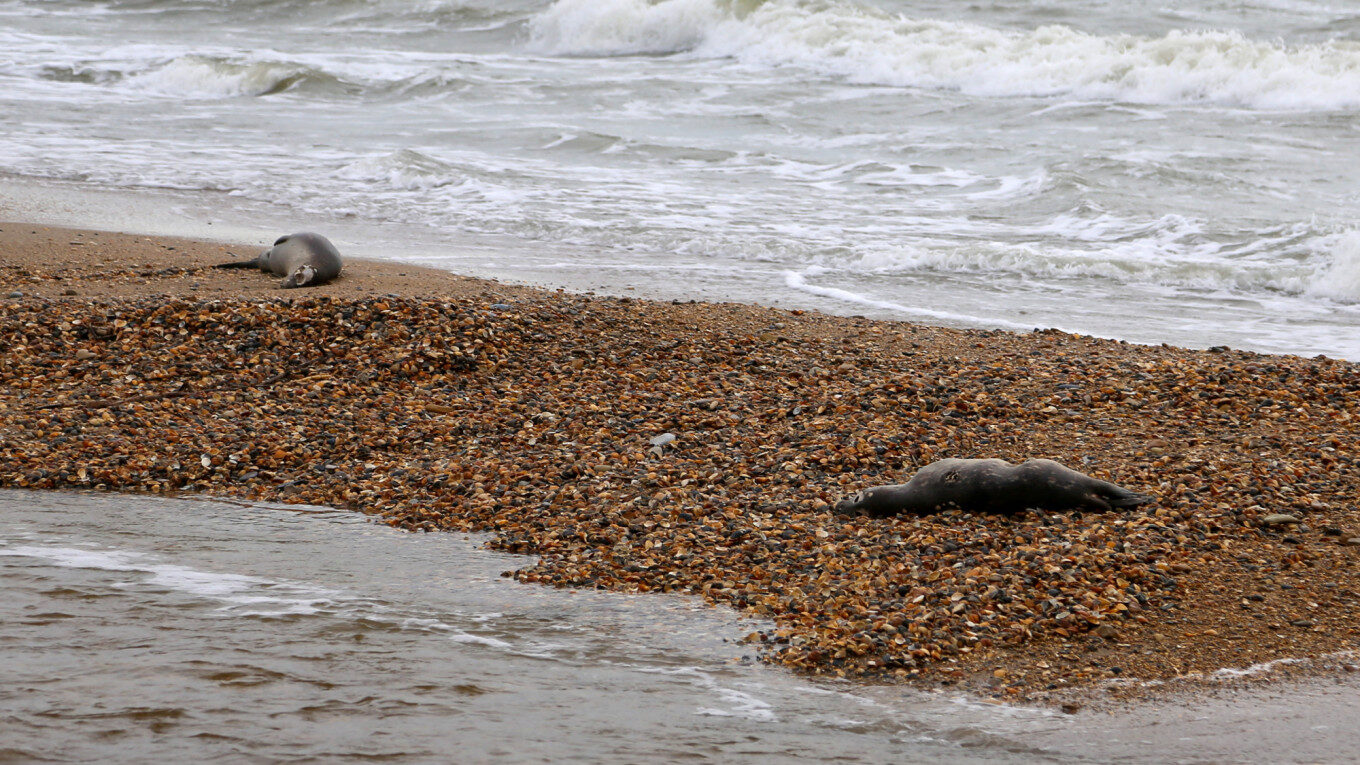 Authorities previously reported the death of nearly 300 endangered seals on Dagestan's Caspian shore in December 2020.