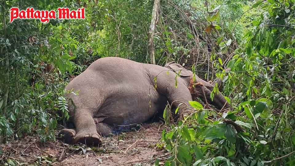 Boonklong, a 40-year-old elephant, died after it was struck by lightning at a Pattaya elephant camp.