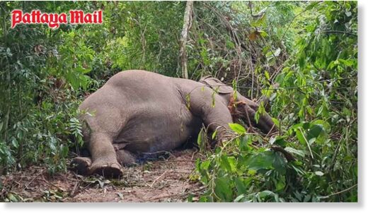 Boonklong, a 40-year-old elephant, died after it was struck by lightning at a Pattaya elephant camp.
