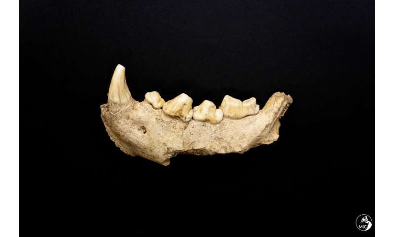 Click to enlarge Neanderthals