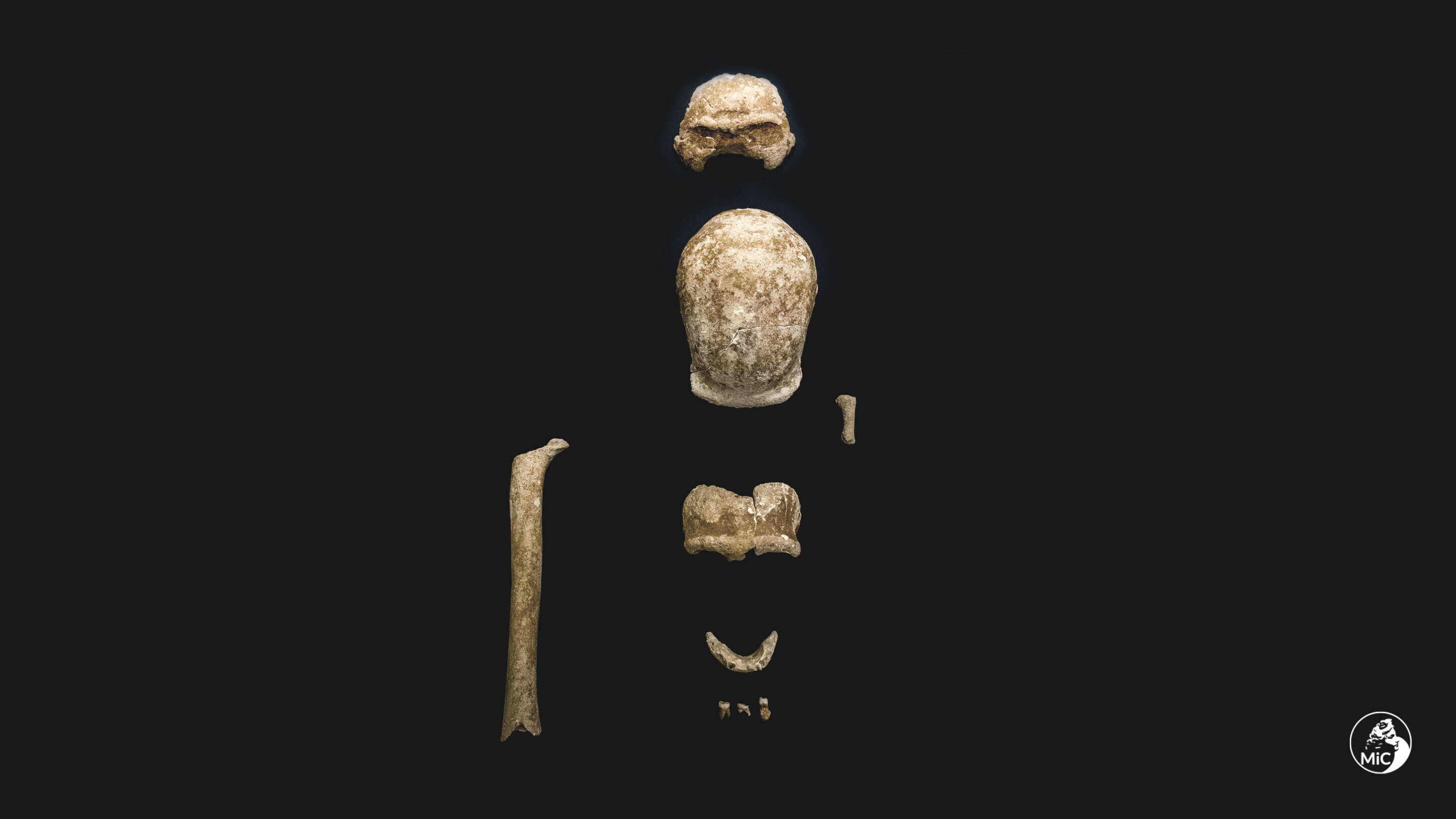 Click to enlarge Neanderthals