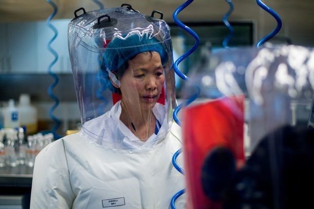 Click to enlarge Dr. Zheng-li Shi china coronavirus research
