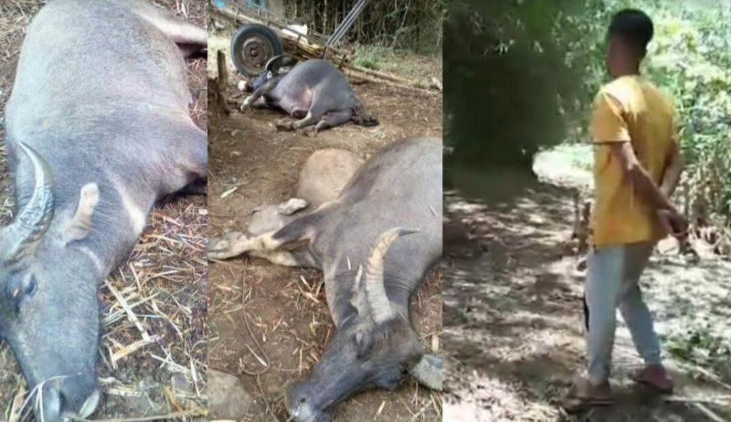 Lightning kills four carabaos at Purok Kalubihan, Barangay Bacong in Bago City over the weekend.