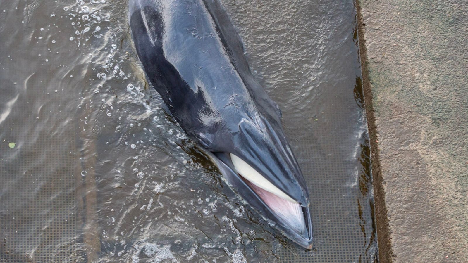 The whale is between three to four metres long.