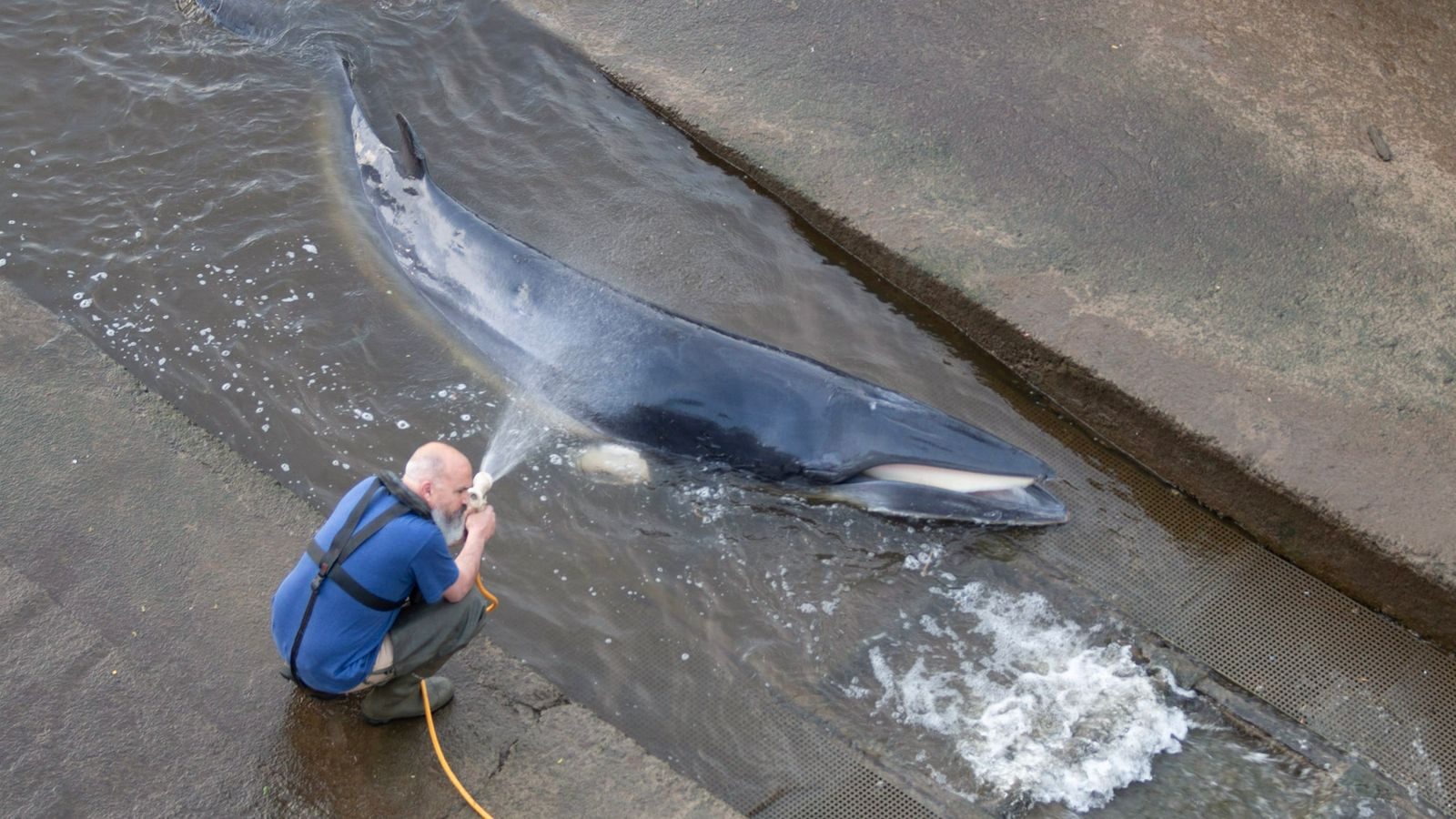 Click to enlarge It is believed the whale was first spotted