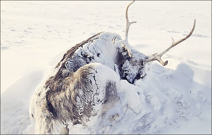Click to enlarge First reports about winter rains followed by lengthy spells of extremely cold weather on Yamal appeared in December 2020.