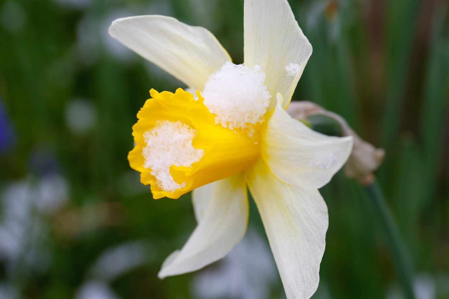 snow