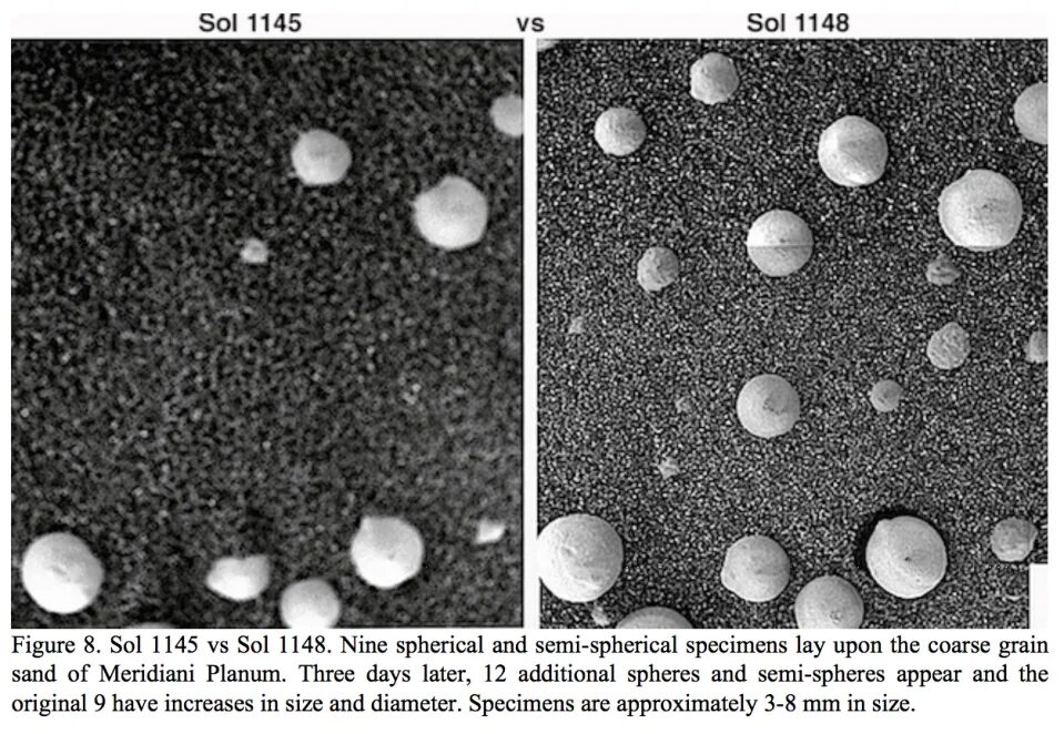 Click to enlarge mars mushroom fungi